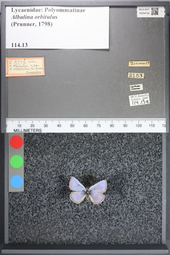 Media type: image;   Entomology 54122
